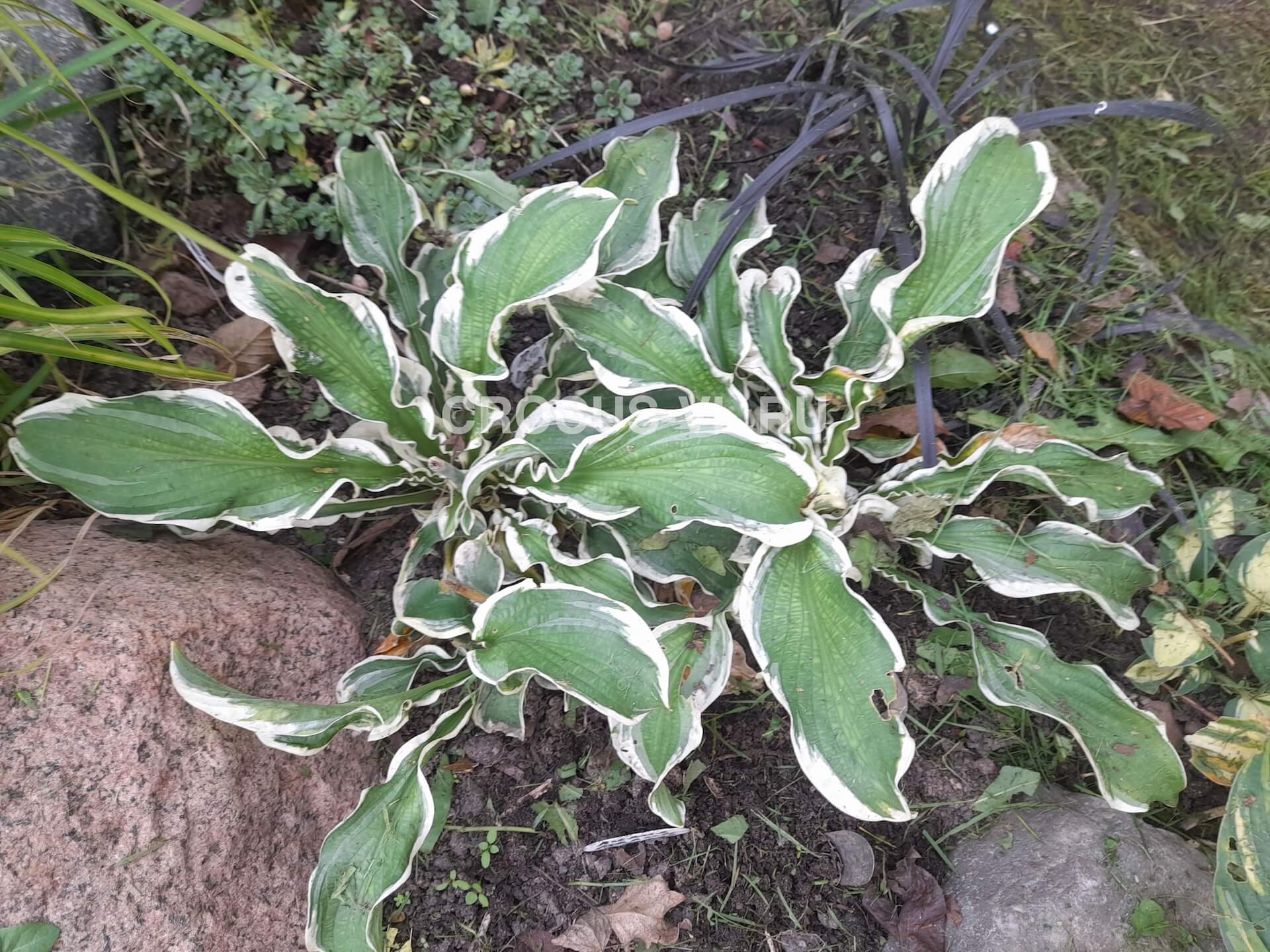 Хоста гибридная «Let's Twist Again»